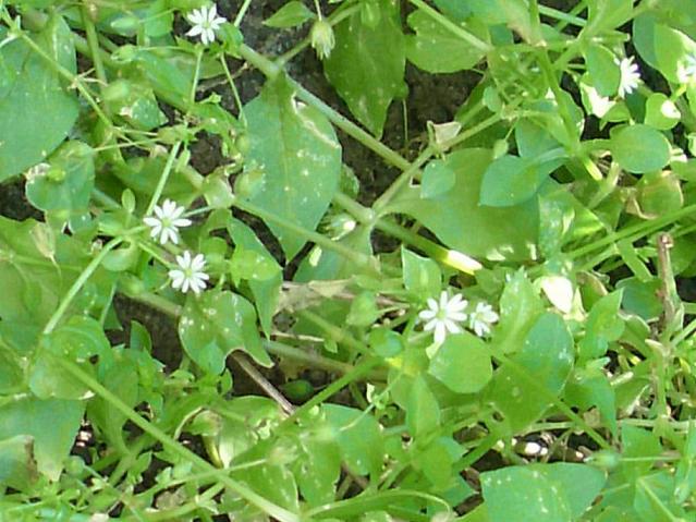 pianta 32 - Stellaria cfr. neglecta